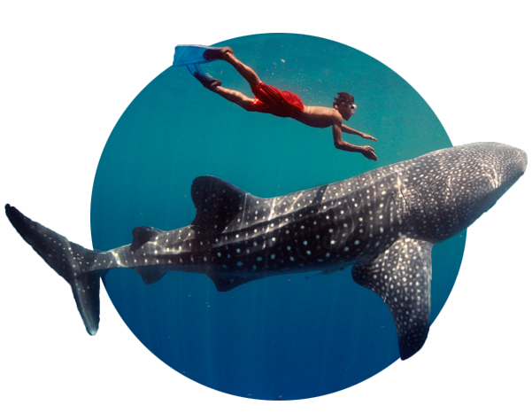 whale shark experience